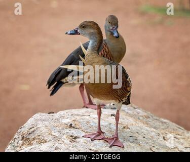 Zwei Enten stehen auf einem Felsen und sonnen sich im Sonnenschein Stockfoto