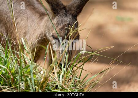 Nahaufnahme eines australischen Kängurus, das Gras frisst Stockfoto