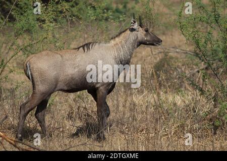 Nilgai männlicher Boselaphus tragocamelus. Keoladeo Ghana National Park. Bharatpur. Rajasthan. Indien. Stockfoto