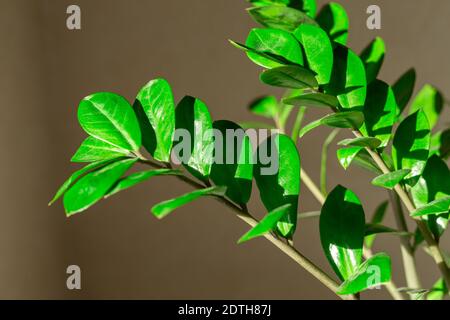 Zamiokulkas Zweig in der Sonne und Schatten - Bild Stockfoto