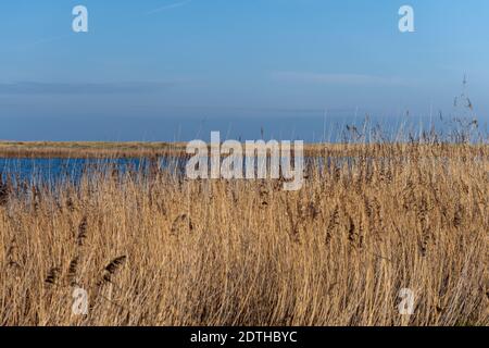 Trockenes langes Gras in einem sandigen Naturschutzgebiet. Blauer Himmel und Meer im Hintergrund. Bild aus Falsterbo, Landkreis Scania, Südschweden Stockfoto