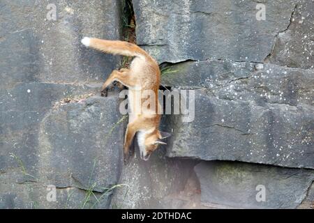 Fox-Jungen spielen und erkunden in der Nähe ihrer Höhle. Stockfoto