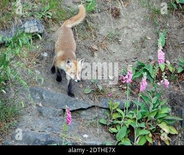 Fox-Jungen spielen und erkunden in der Nähe ihrer Höhle. Stockfoto