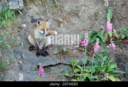 Fox-Jungen spielen und erkunden in der Nähe ihrer Höhle. Stockfoto