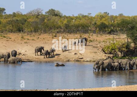 Malerische Landschaft von zwei großen Herden afrikanischer Elefanten an einem Wasserloch trinken und baden im Kruger Nationalpark, Südafrika Stockfoto