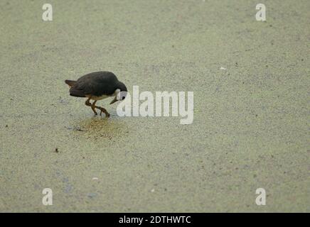 Weißbrustgewächse Amaurornis phoenicurus in einer Lagune. Keoladeo Ghana National Park. Bharatpur. Rajasthan. Indien. Stockfoto