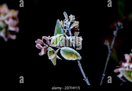 Shanghai, China. Dezember 2020. Gefrostete Blätter sind in einem Blumenbett des Songjiang Distrikts in Shanghai, Ostchina, am 22. Dezember 2020 abgebildet. Quelle: Zhang Jiansong/Xinhua/Alamy Live News Stockfoto