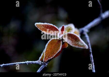 Shanghai, China. Dezember 2020. Gefrostete Blätter sind in einem Blumenbett des Songjiang Distrikts in Shanghai, Ostchina, am 22. Dezember 2020 abgebildet. Quelle: Zhang Jiansong/Xinhua/Alamy Live News Stockfoto