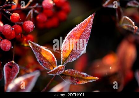 Shanghai, China. Dezember 2020. Gefrostete Blätter sind in einem Blumenbett des Songjiang Distrikts in Shanghai, Ostchina, am 22. Dezember 2020 abgebildet. Quelle: Zhang Jiansong/Xinhua/Alamy Live News Stockfoto