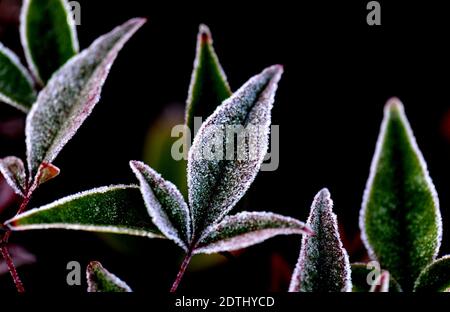 Shanghai, China. Dezember 2020. Gefrostete Blätter sind in einem Blumenbett des Songjiang Distrikts in Shanghai, Ostchina, am 22. Dezember 2020 abgebildet. Quelle: Zhang Jiansong/Xinhua/Alamy Live News Stockfoto