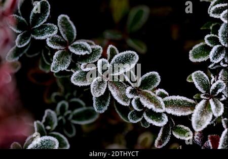 Shanghai, China. Dezember 2020. Gefrostete Blätter sind in einem Blumenbett des Songjiang Distrikts in Shanghai, Ostchina, am 22. Dezember 2020 abgebildet. Quelle: Zhang Jiansong/Xinhua/Alamy Live News Stockfoto