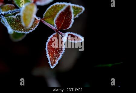 Shanghai, China. Dezember 2020. Gefrostete Blätter sind in einem Blumenbett des Songjiang Distrikts in Shanghai, Ostchina, am 22. Dezember 2020 abgebildet. Quelle: Zhang Jiansong/Xinhua/Alamy Live News Stockfoto