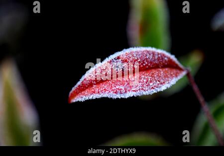 Shanghai, China. Dezember 2020. Gefrostete Blätter sind in einem Blumenbett des Songjiang Distrikts in Shanghai, Ostchina, am 22. Dezember 2020 abgebildet. Quelle: Zhang Jiansong/Xinhua/Alamy Live News Stockfoto