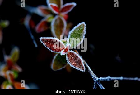 Shanghai, China. Dezember 2020. Gefrostete Blätter sind in einem Blumenbett des Songjiang Distrikts in Shanghai, Ostchina, am 22. Dezember 2020 abgebildet. Quelle: Zhang Jiansong/Xinhua/Alamy Live News Stockfoto