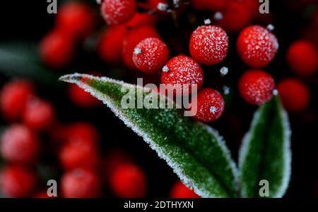 Shanghai, China. Dezember 2020. Gefrostete Blätter sind in einem Blumenbett des Songjiang Distrikts in Shanghai, Ostchina, am 22. Dezember 2020 abgebildet. Quelle: Zhang Jiansong/Xinhua/Alamy Live News Stockfoto