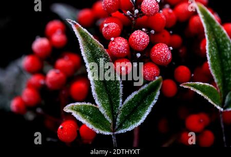 Shanghai, China. Dezember 2020. Gefrostete Blätter sind in einem Blumenbett des Songjiang Distrikts in Shanghai, Ostchina, am 22. Dezember 2020 abgebildet. Quelle: Zhang Jiansong/Xinhua/Alamy Live News Stockfoto