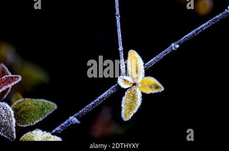 Shanghai, China. Dezember 2020. Gefrostete Blätter sind in einem Blumenbett des Songjiang Distrikts in Shanghai, Ostchina, am 22. Dezember 2020 abgebildet. Quelle: Zhang Jiansong/Xinhua/Alamy Live News Stockfoto