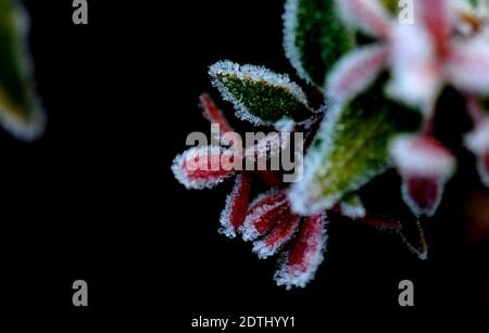 Shanghai, China. Dezember 2020. Gefrostete Blätter sind in einem Blumenbett des Songjiang Distrikts in Shanghai, Ostchina, am 22. Dezember 2020 abgebildet. Quelle: Zhang Jiansong/Xinhua/Alamy Live News Stockfoto