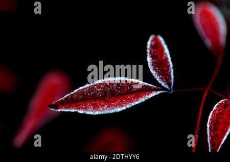 Shanghai, China. Dezember 2020. Gefrostete Blätter sind in einem Blumenbett des Songjiang Distrikts in Shanghai, Ostchina, am 22. Dezember 2020 abgebildet. Quelle: Zhang Jiansong/Xinhua/Alamy Live News Stockfoto