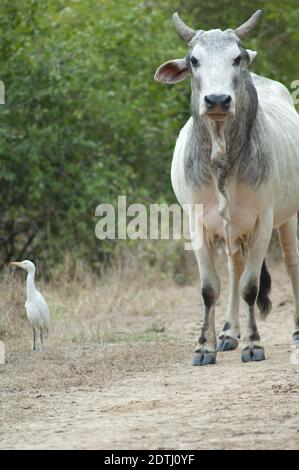 Zebu Bos primigenius indicus und Rinderreiher Bubulcus ibis. Keoladeo Ghana National Park. Bharatpur. Rajasthan. Indien. Stockfoto