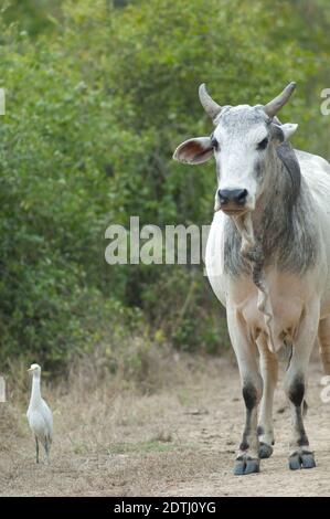 Zebu Bos primigenius indicus und Rinderreiher Bubulcus ibis. Keoladeo Ghana National Park. Bharatpur. Rajasthan. Indien. Stockfoto