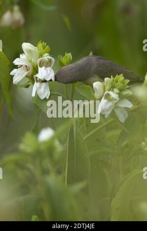 Weibliche lila Sonnenvogel Nectarinia asiatica Fütterung auf Blütennektar. Keoladeo Ghana National Park. Bharatpur. Rajasthan. Indien. Stockfoto