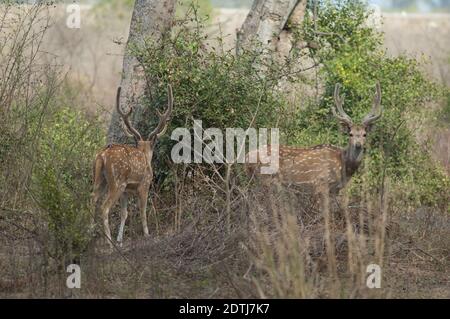 Chital Achse Hirsche im Keoladeo Ghana National Park. Bharatpur. Rajasthan. Indien. Stockfoto