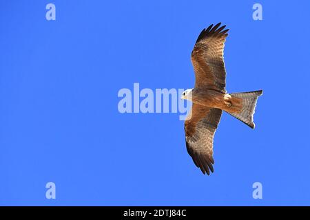 Greifvogel, der auf warmen Lufteinströmungen aufsteigt, fotografiert im Outback des Northern Territory in Zentralaustralien. Stockfoto