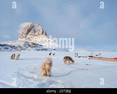 Team von Schlittenhund im Winter in Uummannaq im Nordwesten Grönlands. Hunde-Teams sind noch Zugtiere für die Fischer der Dörfer und st Stockfoto