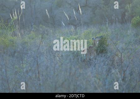 Weibliche Nilgai Boselaphus tragocamelus Browsing. Keoladeo Ghana National Park. Bharatpur. Rajasthan. Indien. Stockfoto