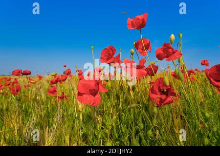 Papaver rhoeas oder Rotmohn auf einem Feld, Loiret, Frankreich Stockfoto