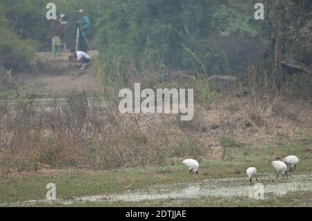 Schwarzkopf-Ibis Threskiornis melanocephalus auf der Suche nach Nahrung und Vogelbeobachtern im Hintergrund. Keoladeo Ghana. Bharatpur. Rajasthan. Indien. Stockfoto