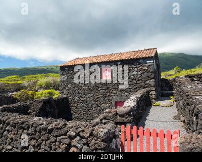 Traditioneller Weinbau in der Nähe von Sao Mateus, traditioneller Weinbau auf Pico ist als UNESCO-Weltkulturerbe. Pico Island, eine Insel auf den Azoren (I Stockfoto