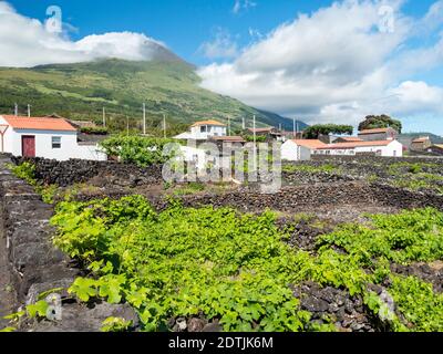 Traditioneller Weinbau in der Nähe von Sao Mateus, traditioneller Weinbau auf Pico ist als UNESCO-Weltkulturerbe. Pico Island, eine Insel auf den Azoren (I Stockfoto