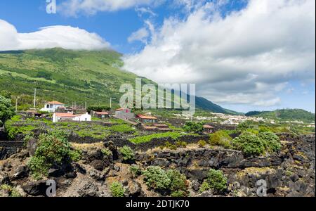 Traditioneller Weinbau in der Nähe von Sao Mateus, traditioneller Weinbau auf Pico ist als UNESCO-Weltkulturerbe. Pico Island, eine Insel auf den Azoren (I Stockfoto