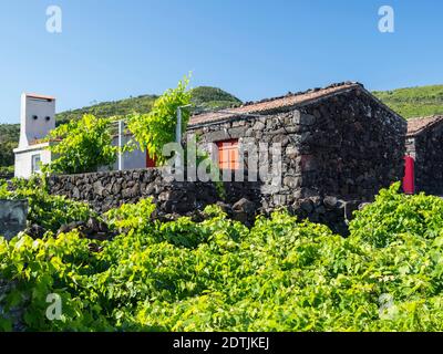 Traditioneller Weinbau in der Nähe von Sao Mateus, traditioneller Weinbau auf Pico ist als UNESCO-Weltkulturerbe. Pico Island, eine Insel auf den Azoren (I Stockfoto