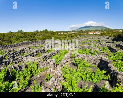 Traditioneller Weinbau in der Nähe von Criacao Velha, traditioneller Weinbau auf Pico ist als UNESCO-Weltkulturerbe. Pico Island, eine Insel auf den Azoren Stockfoto