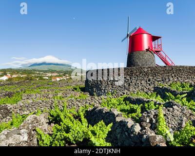 Traditioneller Weinbau in der Nähe von Criacao Velha, traditioneller Weinbau auf Pico ist als UNESCO-Weltkulturerbe. Pico Island, eine Insel auf den Azoren Stockfoto