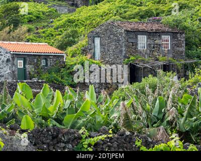 Dorf Calheta de Nesquim, kleine traditionelle Weinberge mit Gebäude für Weinlese und Lagerung. Pico Island, eine Insel auf den Azoren (Ilhas dos AC Stockfoto