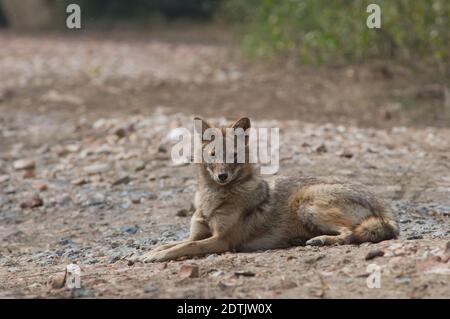 Goldener Schakal Canis aureus indicus liegt auf dem Boden. Keoladeo Ghana National Park. Bharatpur. Rajasthan. Indien. Stockfoto