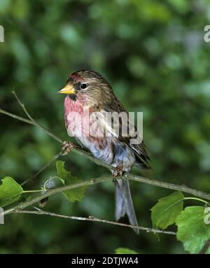 Gemeiner Rotkauch, Acanthist flammea, Erwachsener stehend auf Zweig Stockfoto