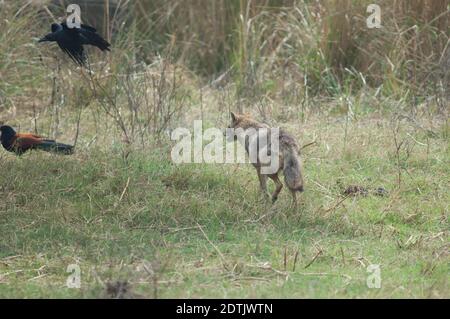 Goldener Schakal Canis aureus indicus jagt einen großschnabeligen Corvus macrorhynchos. Keoladeo Ghana National Park. Bharatpur. Rajasthan. Indien. Stockfoto