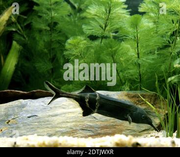 Nase Elefantenfische, Gnathonemus petersii Stockfoto