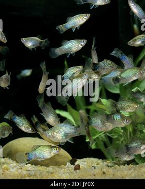 Neon Blue Platy, Xiphophorus maculatus Stockfoto