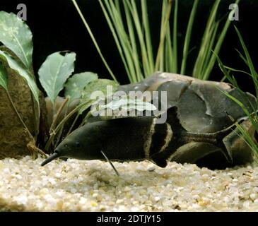 Nase Elefantenfische, Gnathonemus petersii Stockfoto