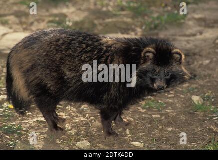 Marderhund Nyctereutes procyonoides Stockfoto