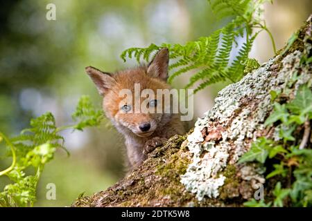 Rotfuchs Vulpes Vulpes, Cub, Normandie Stockfoto