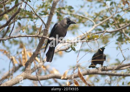 Haus Krähen Corvus splendens auf einem Baum. Keoladeo Ghana National Park. Bharatpur. Rajasthan. Indien. Stockfoto