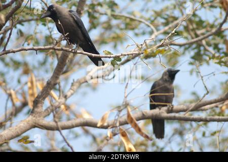 Haus Krähen Corvus splendens auf einem Baum. Keoladeo Ghana National Park. Bharatpur. Rajasthan. Indien. Stockfoto
