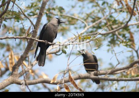 Haus Krähen Corvus splendens auf einem Baum. Keoladeo Ghana National Park. Bharatpur. Rajasthan. Indien. Stockfoto